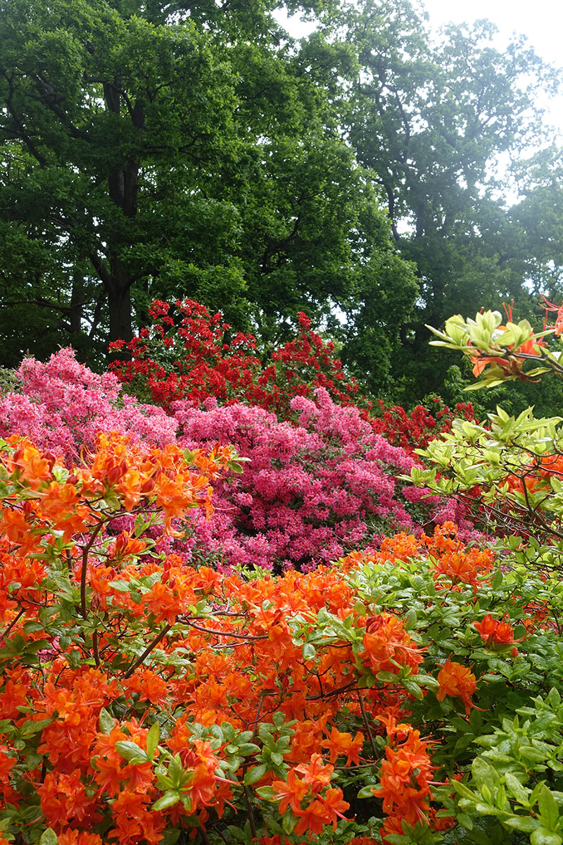 Rhododendron blommar på Sofiero