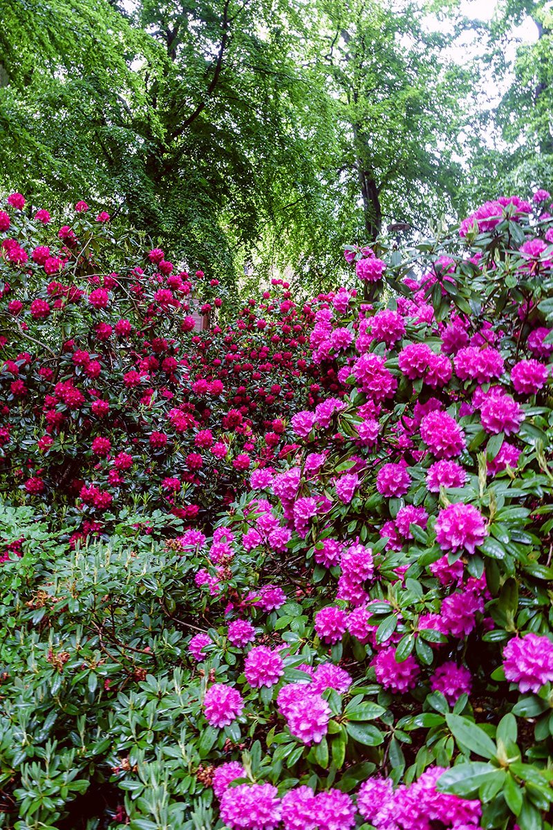 Rhododendron blommar på Sofiero