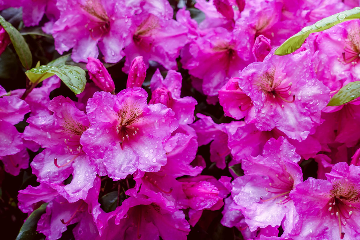 Rhododendron blommar på Sofiero