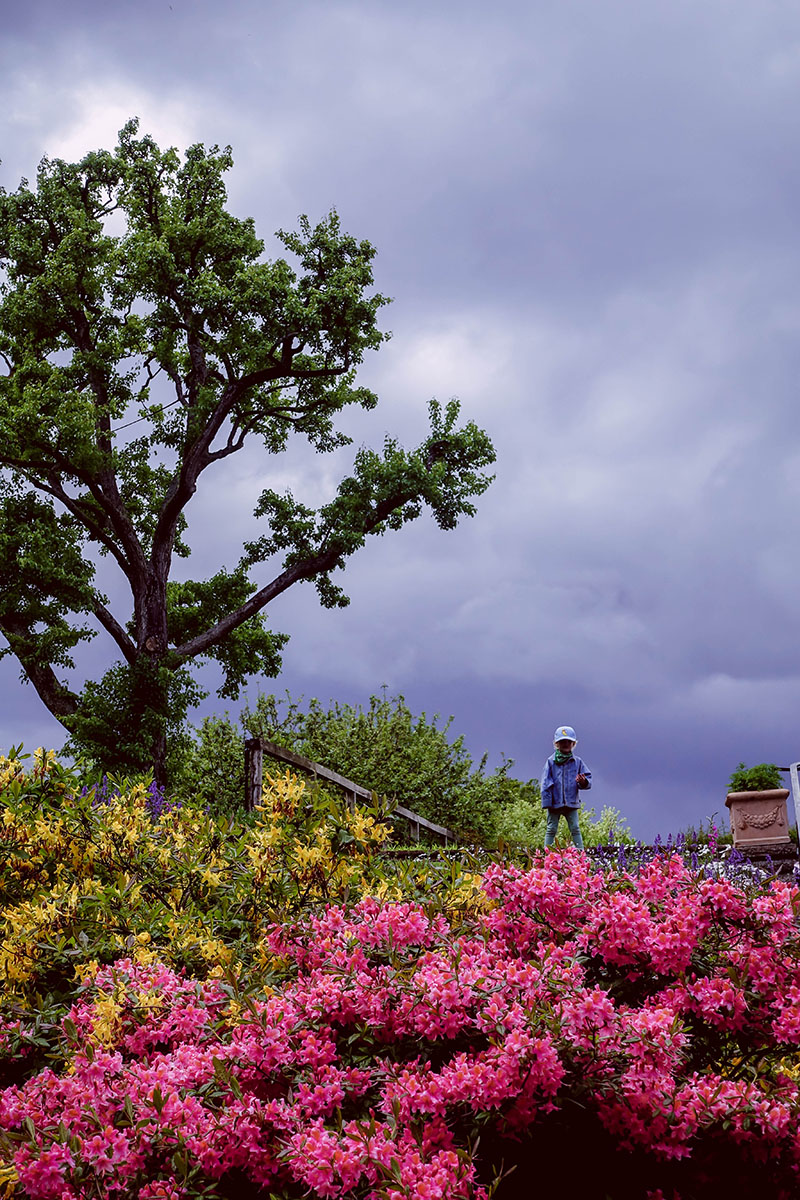 Rhododendron blommar på Sofiero