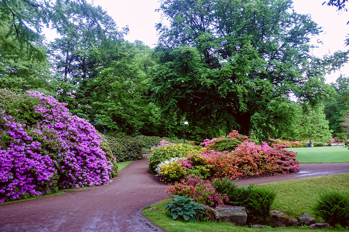 Rhododendron blommar på Sofiero