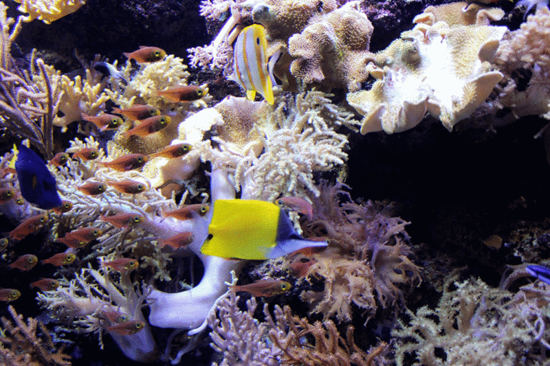 Aquarium Sentosa