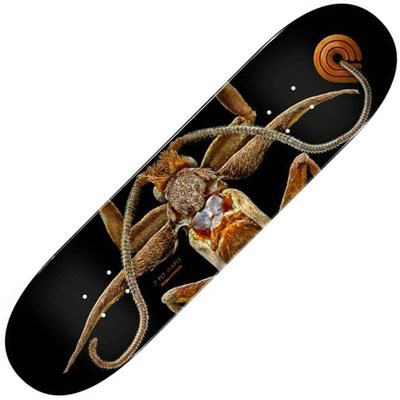 Peralta LB Marion Flightless Moth #243 8.25inch Skateboard Deck