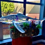 Crystal Clear 204 Shark