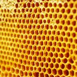 Thumbsq_bees15