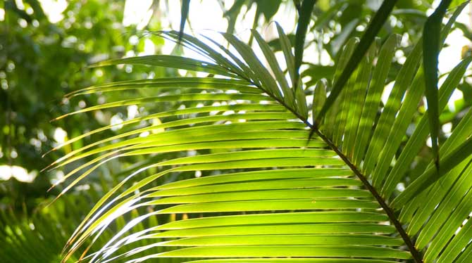 Kew Palm House