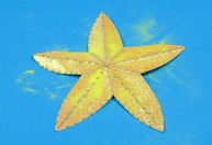 E1d24_cri