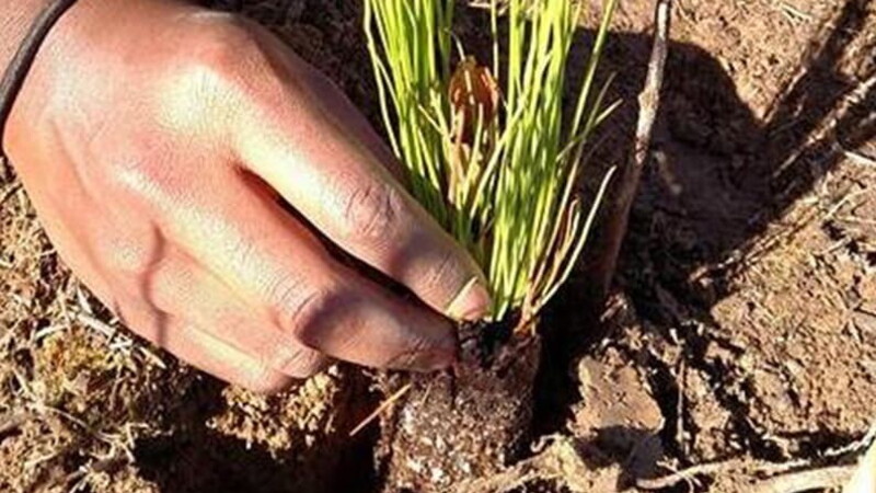 The Berry College Longleaf Pine Project: support of local communities and habitats for Pirelli North America