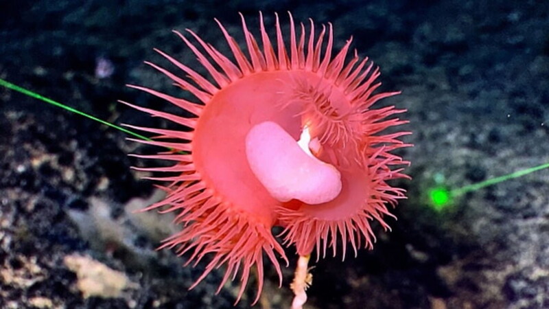 The Mariana Trench - where the surprises keep coming! 02