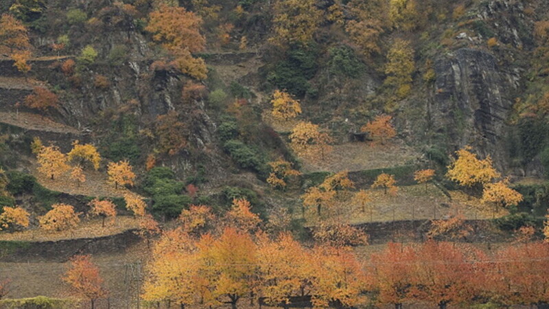 Following the foliage 01