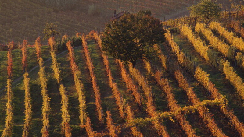 Following the foliage 02