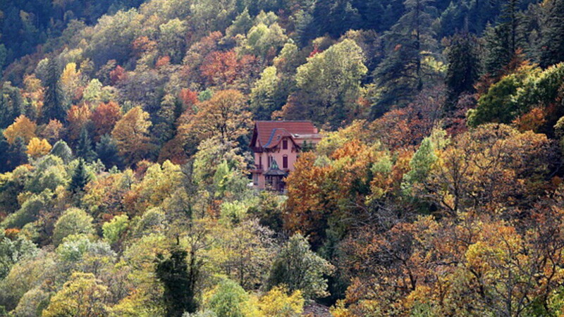 Following the foliage 04