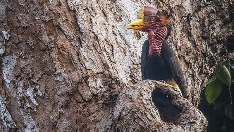 Pirelli, BMW Group and BirdLife International together to protect the ecosystem 02