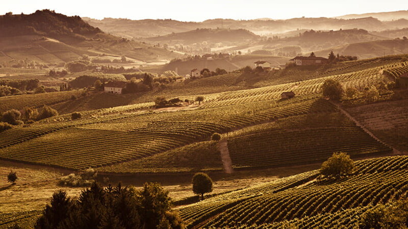 On the track of wines 01