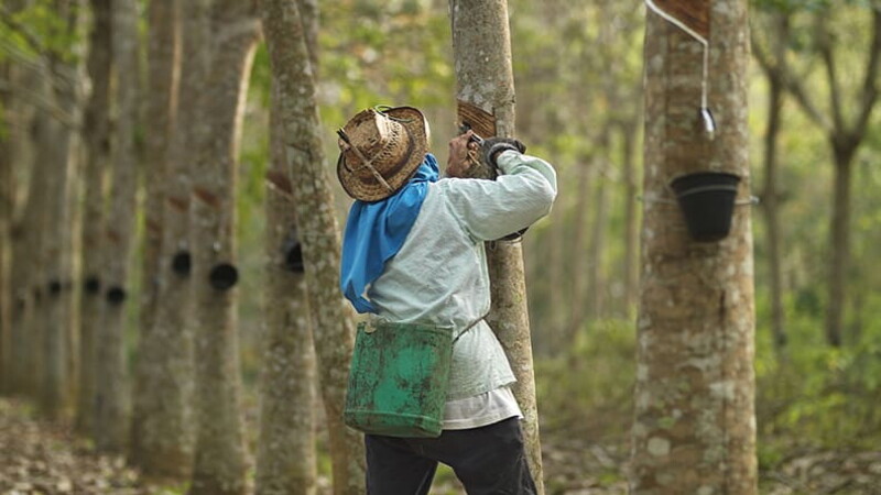 Pirelli produce il primo pneumatico al mondo certificato FSC