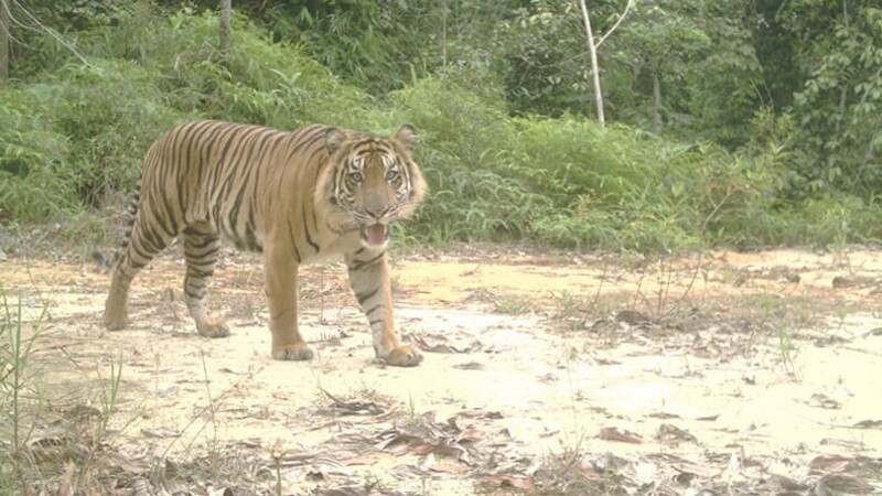 Pirelli, BMW Group e BirdLife International insieme per proteggere l'ecosistema 03