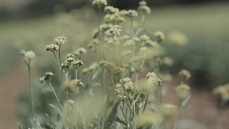 Pirelli na busca constante por produtos sustentaveis 04