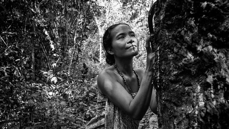 Dia da Árvore: o cuidado da Pirelli com as seringueiras 02