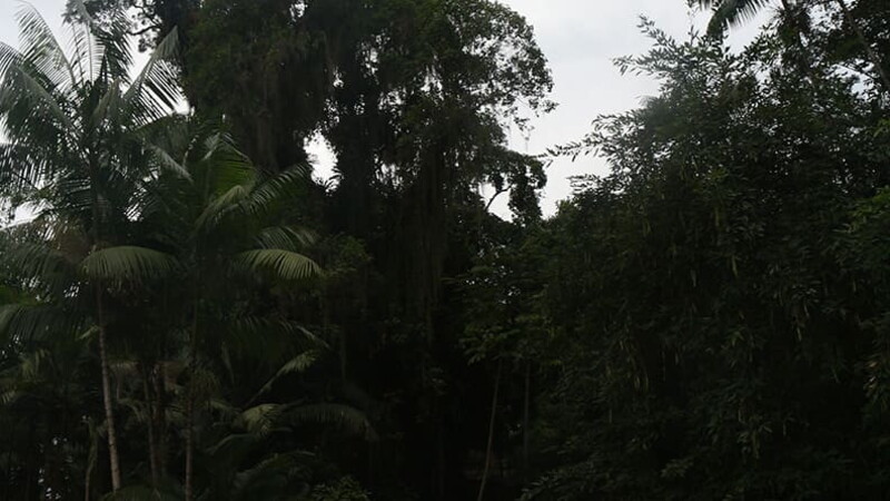 Natureza e saúde mental: uma combinação perfeita 02