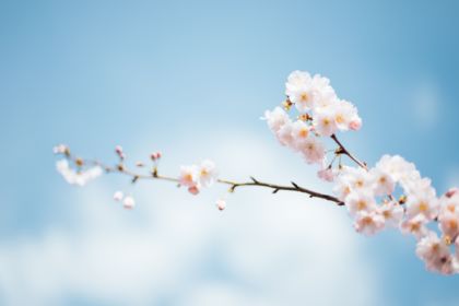 Anthony Delanoix 222456 Unsplash