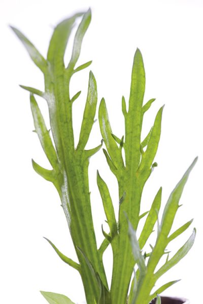 laloupe-lech-genuss-einklang-natur-kulinarik-thorsten-probost-bild2 laloupe-lech-genuss-einklang-natur-kulinarik-thorsten-probost-bild2