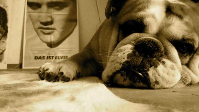 Bulldogge Alfons © Marco Wanke Bulldogge Alfons © Marco Wanke
