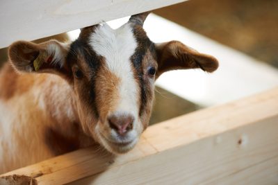 laloupe-magazin-landwirtschaftliches-kulturerbe-muxelhof-fullwidth2 laloupe-magazin-landwirtschaftliches-kulturerbe-muxelhof-fullwidth2