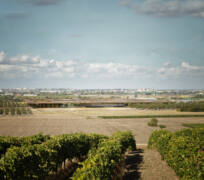 Cognac