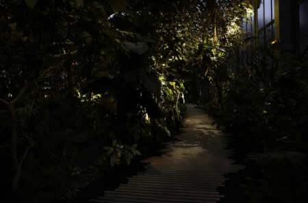 LAN_SERRES_FORET-TROPICALE