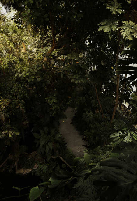 LAN_SERRES_FORET-TROPICALE_2