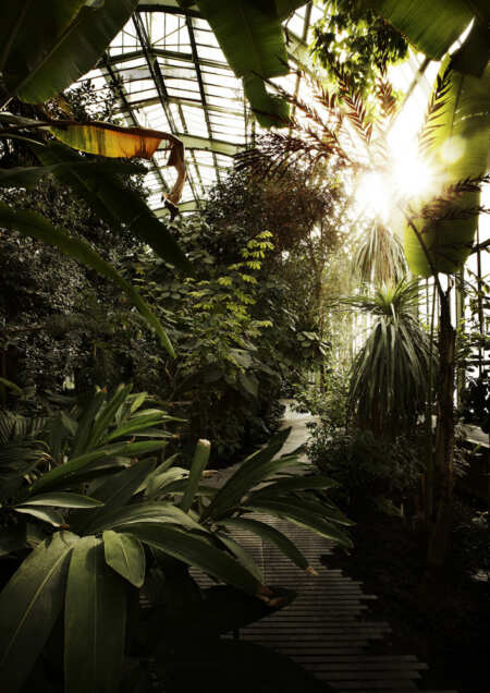 LAN_SERRES_FORET-TROPICALE_4