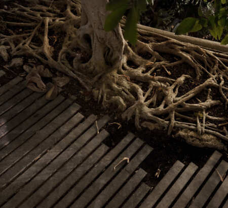 LAN_SERRES_FORET-TROPICALE_DET2