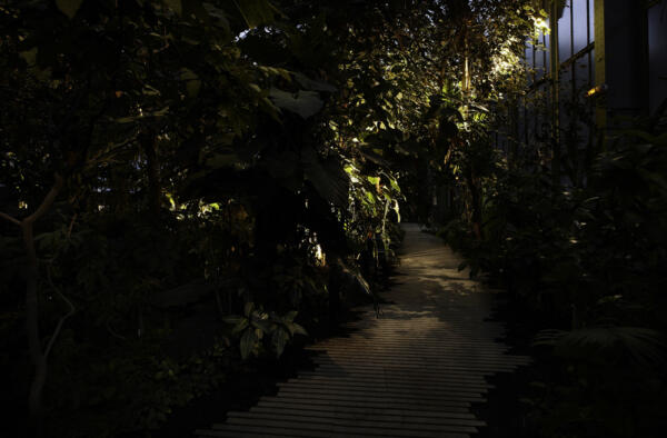 LAN_SERRES_FORET-TROPICALE