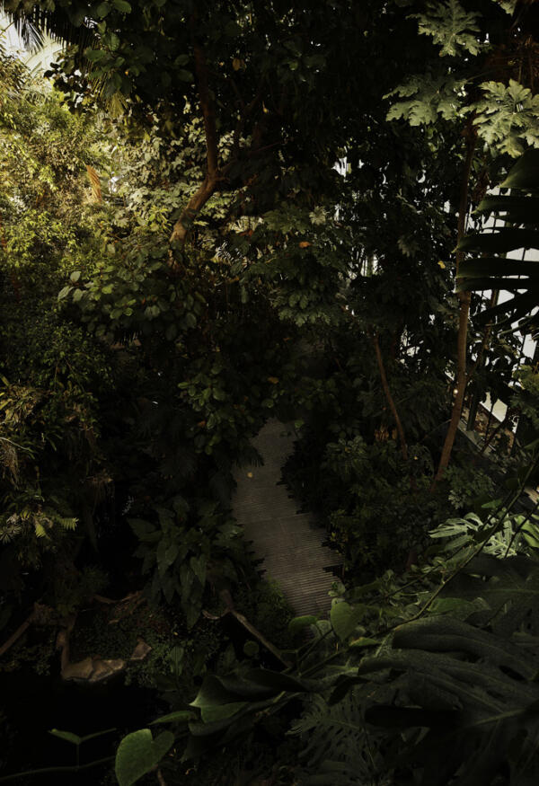 LAN_SERRES_FORET-TROPICALE_2
