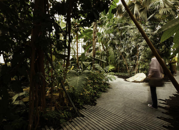 LAN_SERRES_FORET-TROPICALE_3