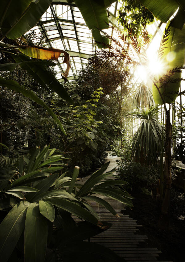 LAN_SERRES_FORET-TROPICALE_4