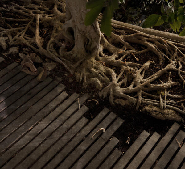 LAN_SERRES_FORET-TROPICALE_DET2