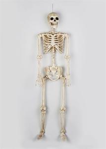 Discount Halloween 5ft skeleton Half Price @ Matalan