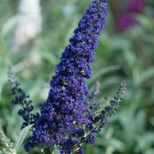 Buddleja deal: 4 beautiful indigo plants, big discount
