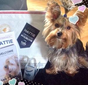 20kg Dog Food Bag For £1 Delivered!