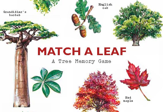 Match a Leaf - Product Thumbnail