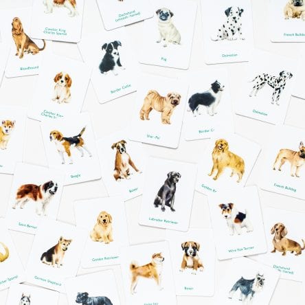 Every Dog Has its Day - Blog Image