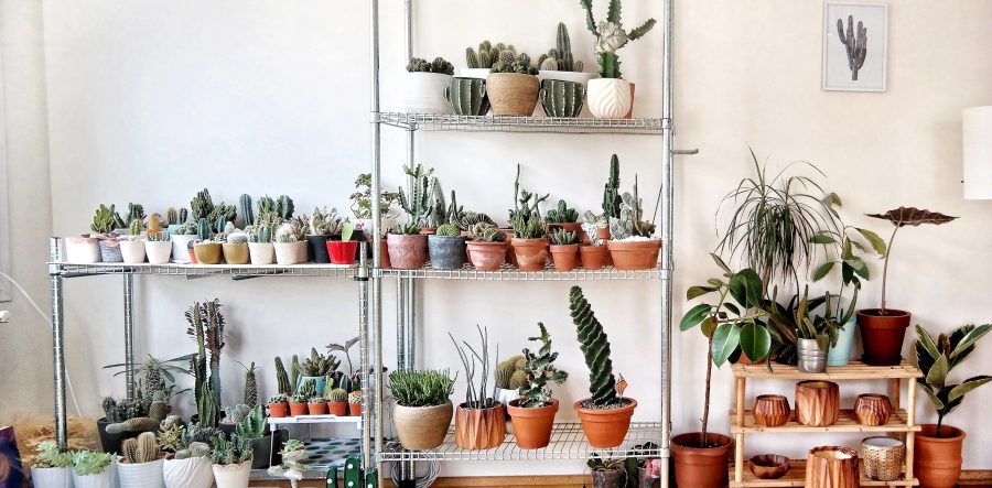 Plant Care Projects for Spring - Blog Image