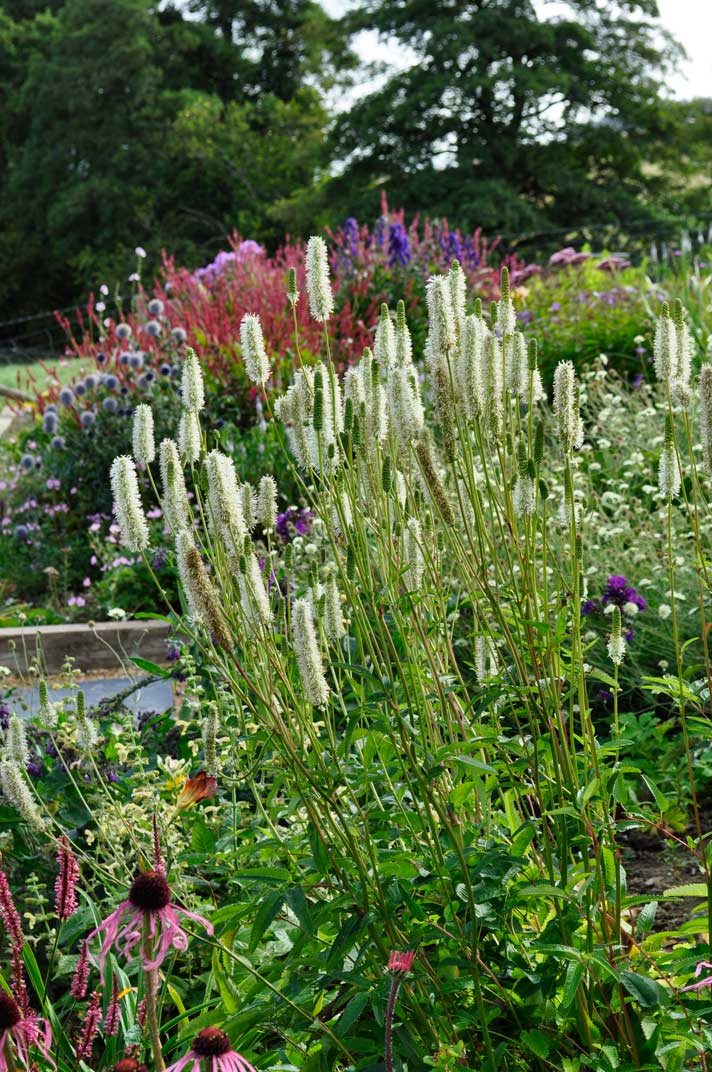 Sanguisorbas | Claire Austin