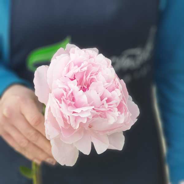 Пион розовый Рейне Хортенс (Paeonia Reine Hortense)