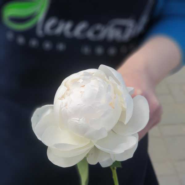 Пион белый Мадам Клод Тэн (Mme Claude Tain)