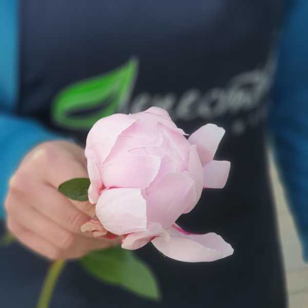 Пион розовый Рейне Хортенс (Paeonia Reine Hortense) Пион розовый Рейне Хортенс (Paeonia Reine Hortense)
