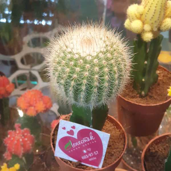 Кактус привитый