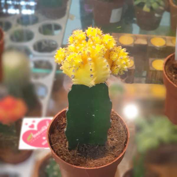 Кактус привитый