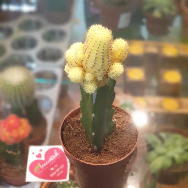 Кактус привитый